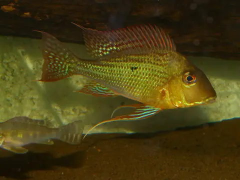 Geophagus altifrons