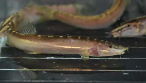 桂林薄鳅