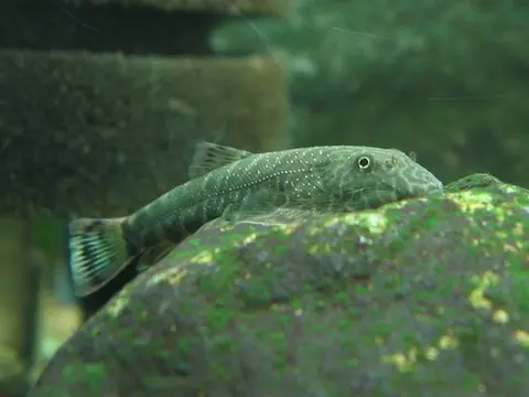 Gastromyzon sp. 'SK03'
