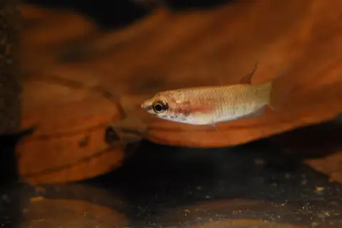 Betta stigmosa
