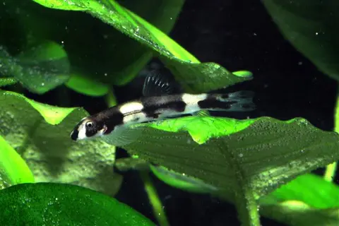 熊猫鳅