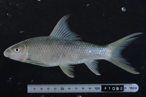 湄公鱼