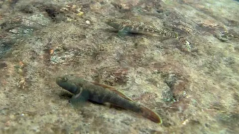 河川吻鰕虎鱼