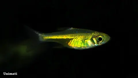 Microdevario kubotai