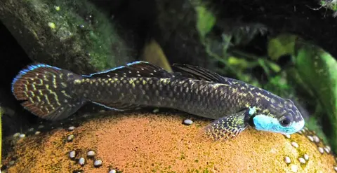Stiphodon ornatus