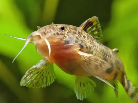 Aspidoras taurus
