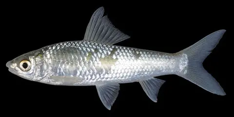 Gymnostomus lobatus