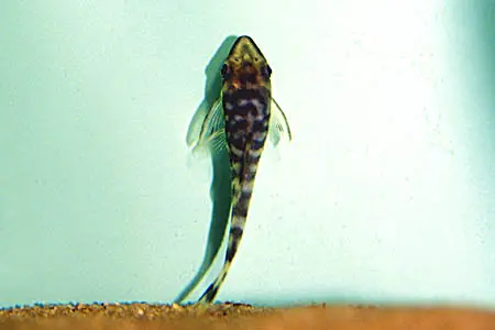 Otocinclus cocama