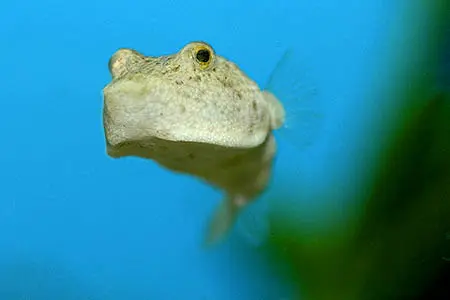 小尾鲀