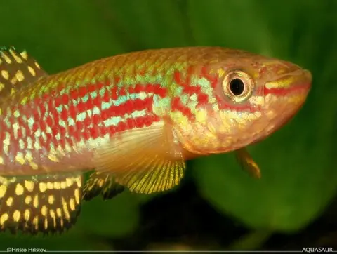 Fundulopanchax gresensi