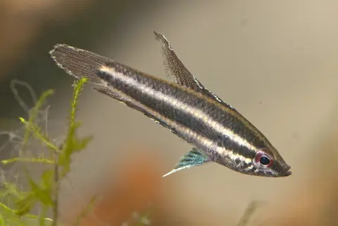 Parosphromenus sp. 'Sentang'