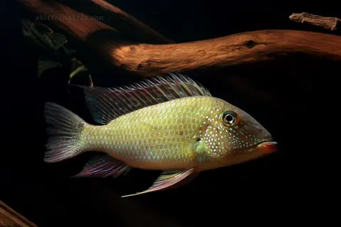 Satanoperca leucosticta