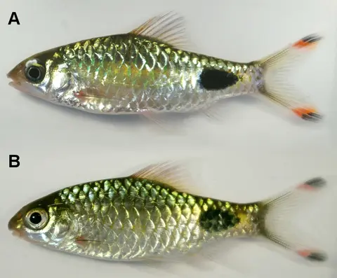 Dawkinsia assimilis