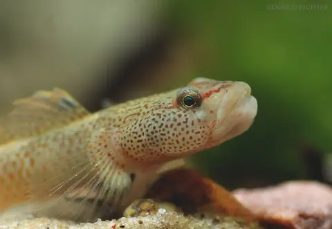Rhinogobius chiengmaiensis