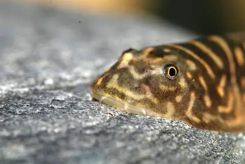Gastromyzon zebrinus