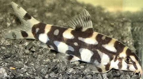 Botia kubotai
