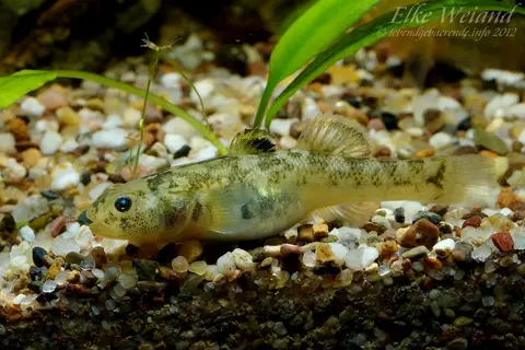 沙漠虾虎