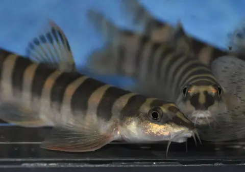 Schistura hypsiura
