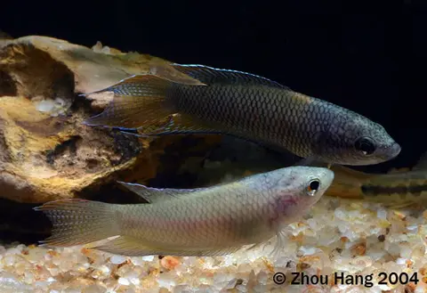 Macropodus erythropterus