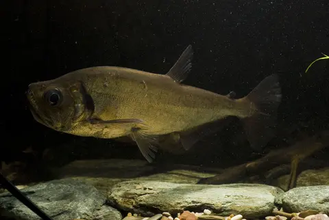 Hydrolycus tatauaia
