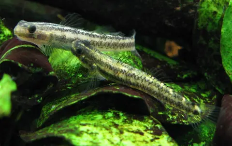 黑鳍枝牙鰕虎