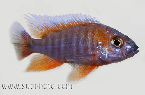 Aulonocara jacobfreibergi