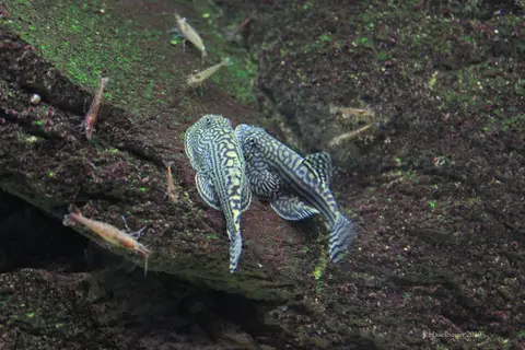 思凡腹吸鳅