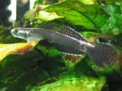 Stiphodon ornatus