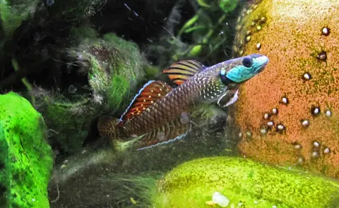 Stiphodon ornatus