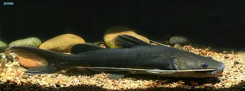 小眼鳠