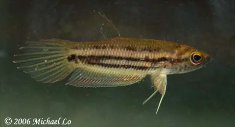 Betta midas