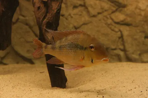 Geophagus dicrozoster