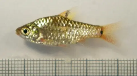 饰圈魮