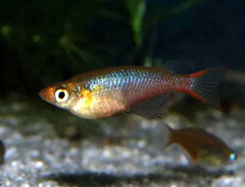 Oryzias wolasi