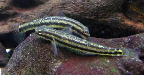 Stiphodon ornatus