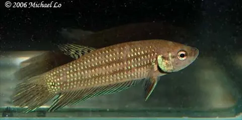 Betta mahachaiensis