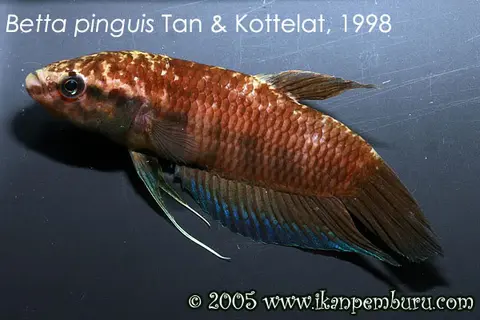Betta pinguis