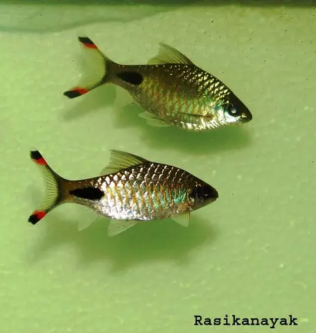 Dawkinsia assimilis