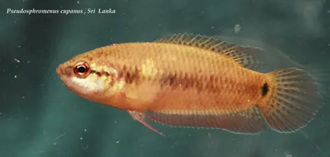 尖尾斗鱼