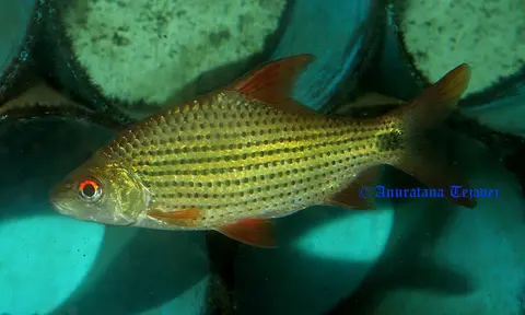 Cyclocheilichthys apogon