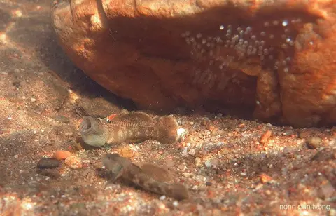 Rhinogobius chiengmaiensis