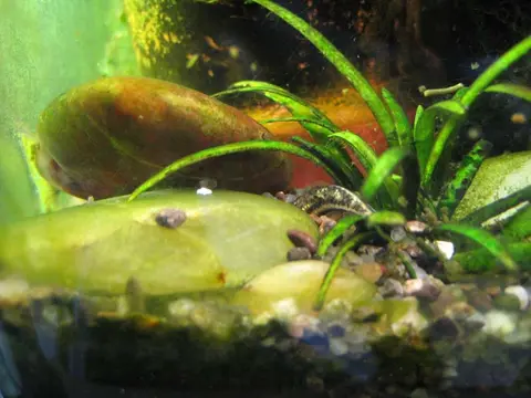 黑鳍枝牙鰕虎