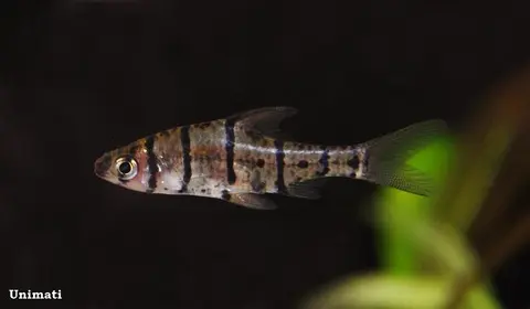 Eirmotus octozona