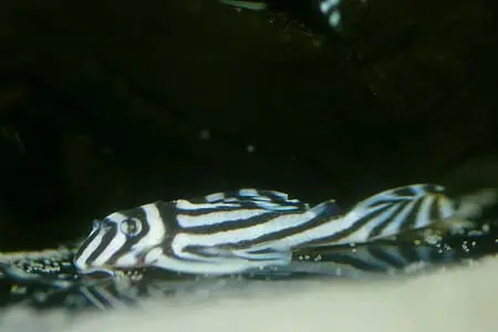 L046 斑马异型