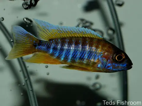 Aulonocara jacobfreibergi