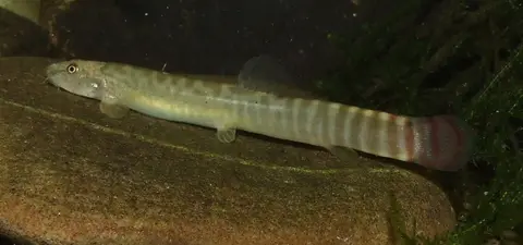 Aborichthys sp. 'AR01'