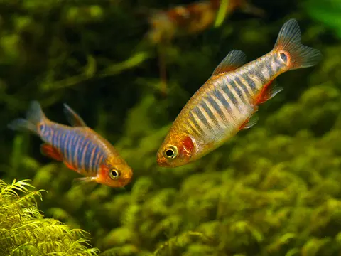 Danio erythromicron