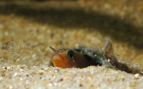 Congochromis sabinae