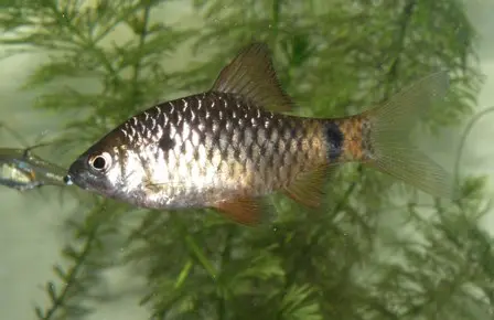 Pethia nigripinnis