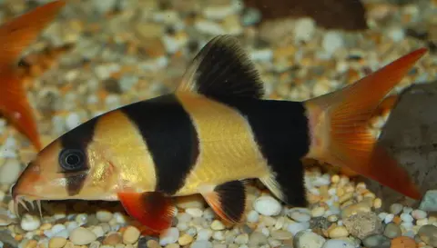 三间鼠